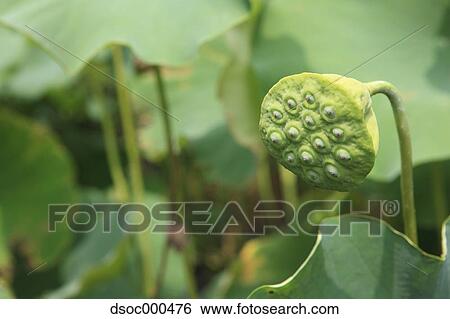 Lotus View Large Photo Image Stock Photograph - Lotus. Fotosearch