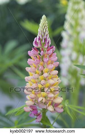 Lupine View Large Photo Image Stock Photo - Lupine. Fotosearch