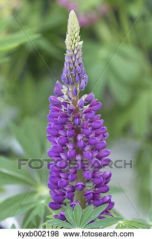 Stock Photo - Lupine. Fotosearch