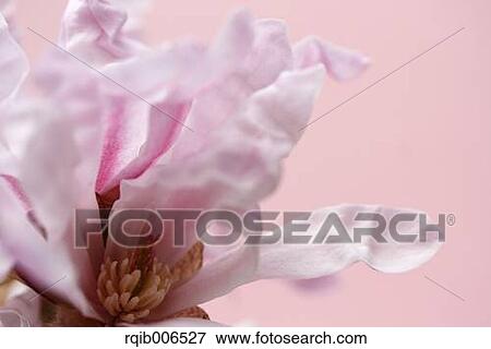 Magnolia Stellata View Large Photo Image Stock Photo - Magnolia Stellata. Fotosearch
