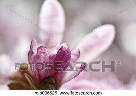 Stock Photograph - Magnolia Stellata. Fotosearch