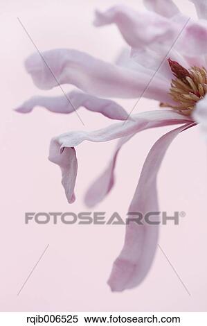 Magnolia Stellata View Large Photo Image Stock Photography - Magnolia Stellata. Fotosearch
