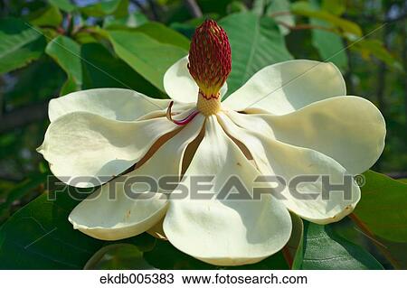 Magnolia View Large Photo Image Stock Image - Magnolia. Fotosearch