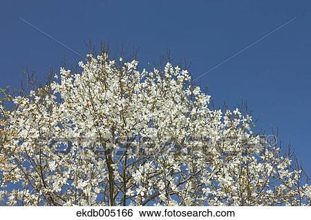 Magnolia View Large Photo Image Stock Photograph - Magnolia. Fotosearch