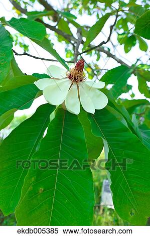 Magnolia View Large Photo Image Stock Photography - Magnolia. Fotosearch