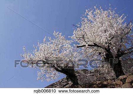 Maizuru Castle Park, Yamanashi Prefecture, Japan View Large Photo Image Stock Image - Maizuru Castle Park, Yamanashi Prefecture, Japan. Fotosearch