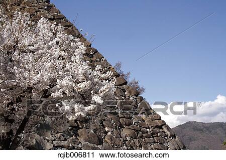 Maizuru Castle Park, Yamanashi Prefecture, Japan View Large Photo Image Stock Image - Maizuru Castle Park, Yamanashi Prefecture, Japan. Fotosearch