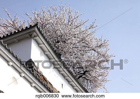 Stock Image - Maizuru Castle Park, Yamanashi Prefecture, Japan. Fotosearch