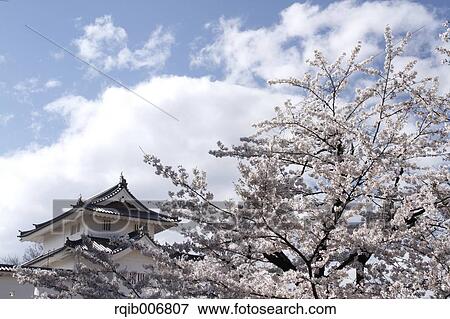 Maizuru Castle Park, Yamanashi Prefecture, Japan View Large Photo Image Stock Photo - Maizuru Castle Park, Yamanashi Prefecture, Japan. Fotosearch