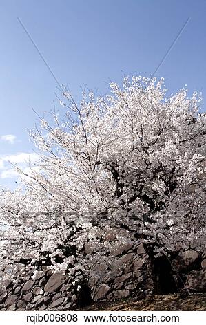 Maizuru Castle Park, Yamanashi Prefecture, Japan View Large Photo Image Stock Photo - Maizuru Castle Park, Yamanashi Prefecture, Japan. Fotosearch