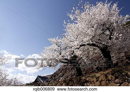Maizuru Castle Park, Yamanashi Prefecture, Japan View Large Photo Image Stock Photo - Maizuru Castle Park, Yamanashi Prefecture, Japan. Fotosearch