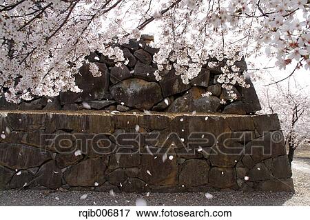 Maizuru Castle Park, Yamanashi Prefecture, Japan View Large Photo Image Stock Photo - Maizuru Castle Park, Yamanashi Prefecture, Japan. Fotosearch