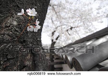 Maizuru Castle Park, Yamanashi Prefecture, Japan View Large Photo Image Stock Photo - Maizuru Castle Park, Yamanashi Prefecture, Japan. Fotosearch