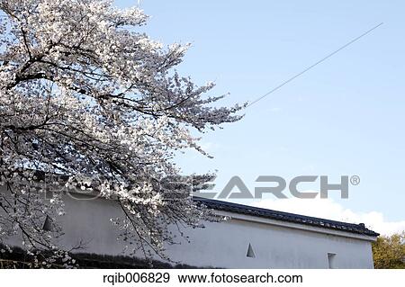 Maizuru Castle Park, Yamanashi Prefecture, Japan View Large Photo Image Stock Photo - Maizuru Castle Park, Yamanashi Prefecture, Japan. Fotosearch