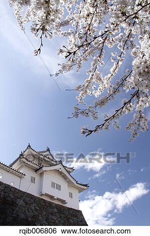 Stock Photograph - Maizuru Castle Park, Yamanashi Prefecture, Japan. Fotosearch