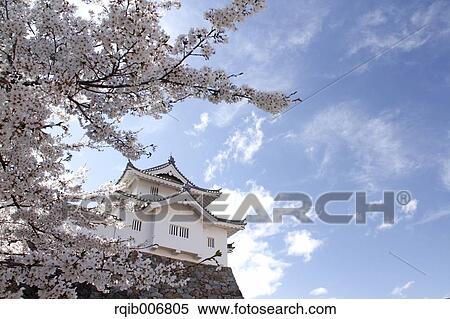 Maizuru Castle Park, Yamanashi Prefecture, Japan View Large Photo Image Stock Photography - Maizuru Castle Park, Yamanashi Prefecture, Japan. Fotosearch