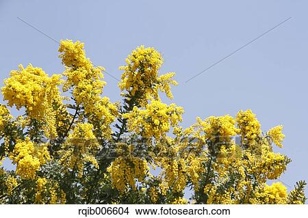 Mimosa View Large Photo Image Picture - Mimosa. Fotosearch