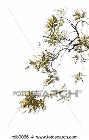 Mimosa View Large Photo Image Picture - Mimosa. Fotosearch