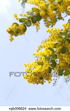 Mimosa View Large Photo Image Picture - Mimosa. Fotosearch