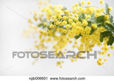 Mimosa View Large Photo Image Stock Image - Mimosa. Fotosearch