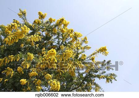 Mimosa View Large Photo Image Stock Image - Mimosa. Fotosearch