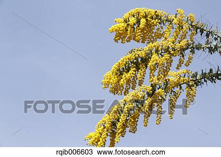 Mimosa View Large Photo Image Stock Image - Mimosa. Fotosearch