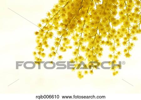 Stock Image - Mimosa. Fotosearch