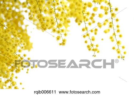 Stock Image - Mimosa. Fotosearch