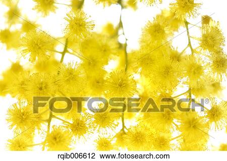 Mimosa View Large Photo Image Stock Image - Mimosa. Fotosearch