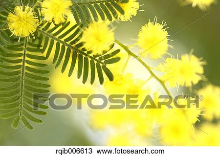 Mimosa View Large Photo Image Stock Image - Mimosa. Fotosearch