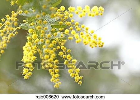Mimosa View Large Photo Image Stock Image - Mimosa. Fotosearch