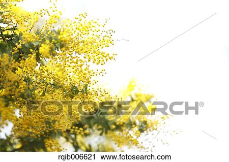 Mimosa View Large Photo Image Stock Image - Mimosa. Fotosearch