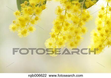Stock Image - Mimosa. Fotosearch