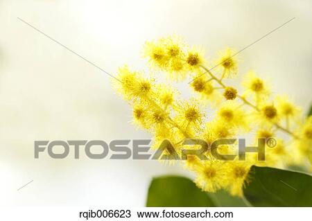 Mimosa View Large Photo Image Stock Image - Mimosa. Fotosearch