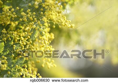 Mimosa View Large Photo Image Stock Image - Mimosa. Fotosearch