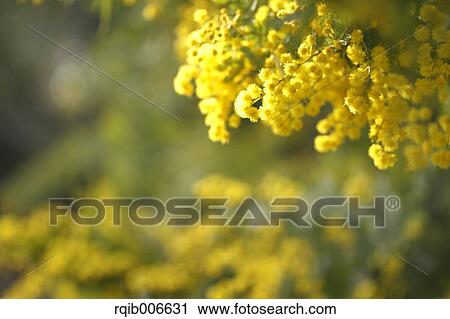 Mimosa View Large Photo Image Stock Image - Mimosa. Fotosearch