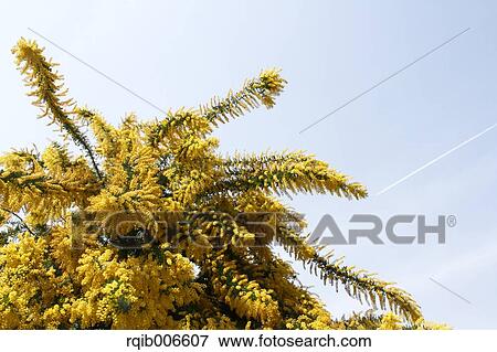 Stock Photo - Mimosa. Fotosearch