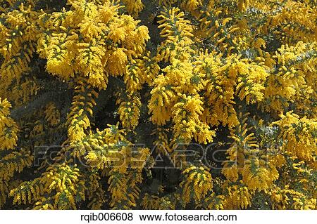 Mimosa View Large Photo Image Stock Photo - Mimosa. Fotosearch