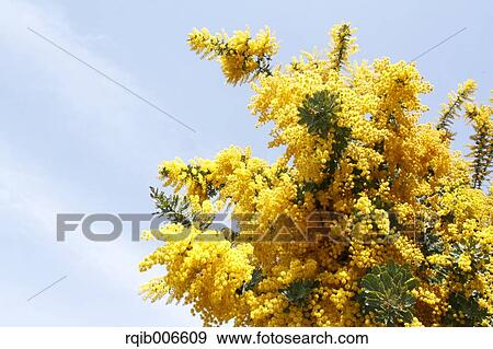 Mimosa View Large Photo Image Stock Photo - Mimosa. Fotosearch