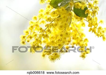 Stock Photo - Mimosa. Fotosearch