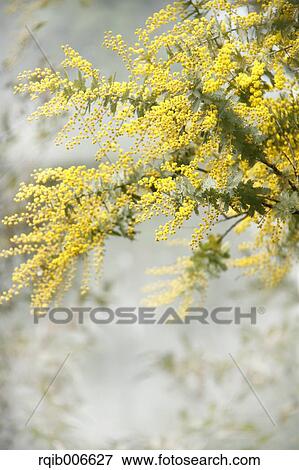 Mimosa View Large Photo Image Stock Photo - Mimosa. Fotosearch