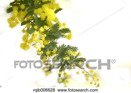 Stock Photo - Mimosa. Fotosearch