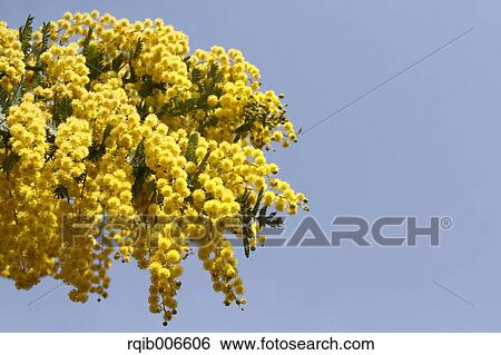 Mimosa View Large Photo Image Stock Photograph - Mimosa. Fotosearch