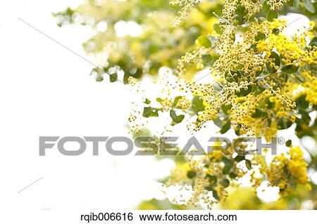 Mimosa View Large Photo Image Stock Photograph - Mimosa. Fotosearch