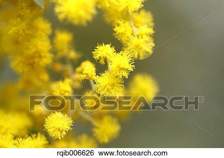Stock Photograph - Mimosa. Fotosearch