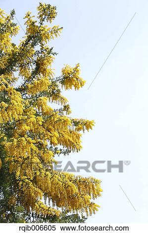 Mimosa View Large Photo Image Stock Photography - Mimosa. Fotosearch