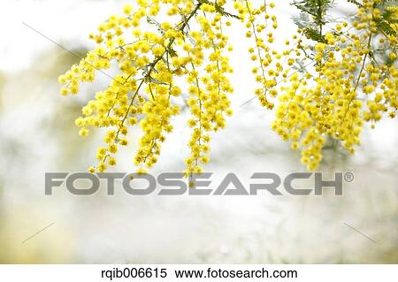 Mimosa View Large Photo Image Stock Photography - Mimosa. Fotosearch