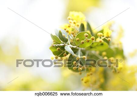 Mimosa View Large Photo Image Stock Photography - Mimosa. Fotosearch