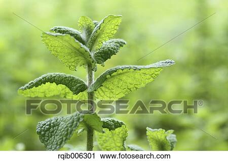 Mint View Large Photo Image Stock Image - Mint. Fotosearch