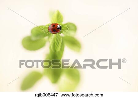 Mint View Large Photo Image Stock Photo - Mint. Fotosearch
